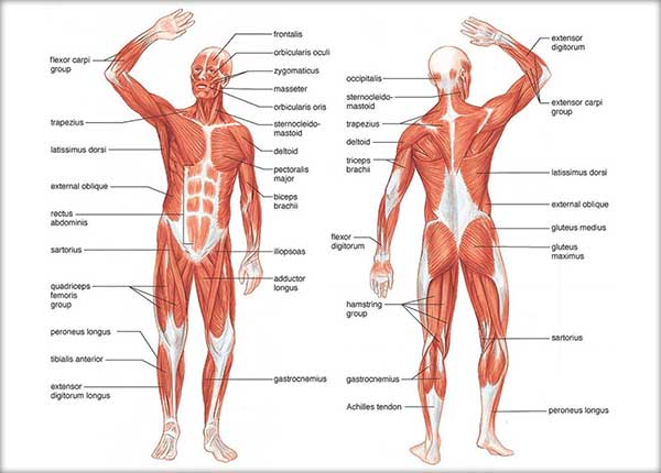 Sistemul-muscular