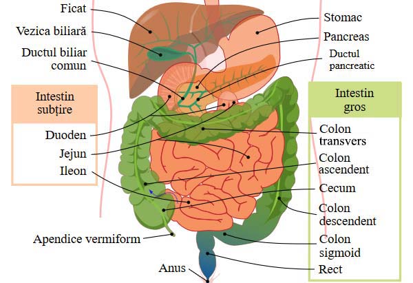 Anatomia sistemului digestiv